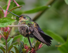 Coeligena helianthea