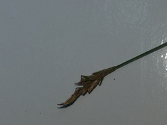 Carex brizoides