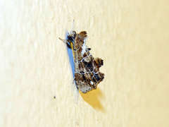 Arrade leucocosmalis