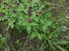 Trifolium pratense
