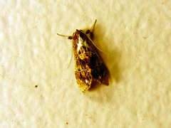 Arrade leucocosmalis