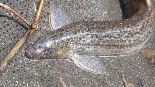 Oriental Weatherfish