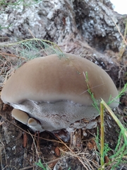 Inocutis tamaricis