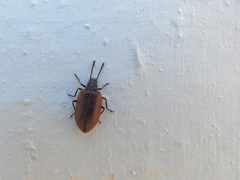 Lagria lata