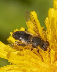 Anasimyia bilinearis
