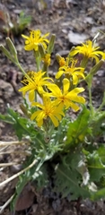 Crepis modocensis