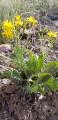 Crepis modocensis