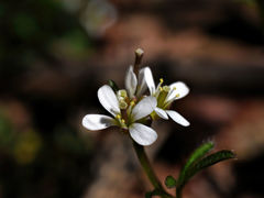 Cardamine parviflora