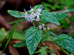 Mentha laxiflora