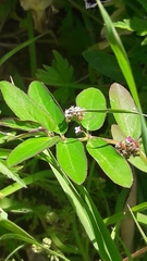 Euphorbia hypericifolia