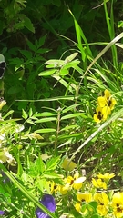 Euphorbia hypericifolia