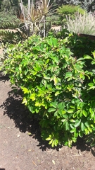 Heptapleurum arboricola