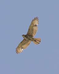 Broad-Winged Hawk photo 3