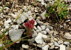 Sedum atratum