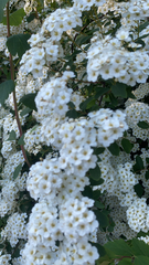 Spiraea × vanhouttei