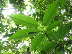 Passiflora arborea