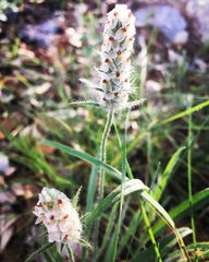 Plantago helleri