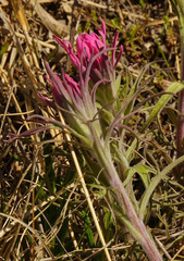 Castilleja purpurea
