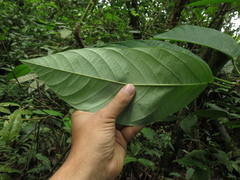 Passiflora arborea