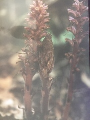 Orobanche hederae