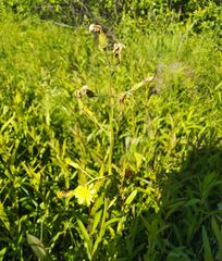 Crepis praemorsa