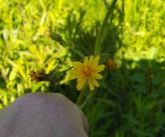 Crepis praemorsa