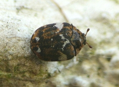 Anthrenus angustefasciatus