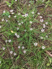 Sisyrinchium mucronatum