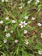 Sisyrinchium mucronatum