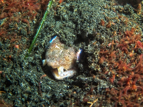 Deathbanded snake eel (Ophichthus frontalis) — Ophichthidae