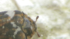 Anthrenus angustefasciatus