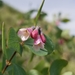 Roundleaf Snowberry - Photo (c) frenchlimonade, some rights reserved (CC BY-NC), uploaded by frenchlimonade