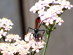 Podalonia tydei suspiciosa