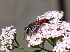 Podalonia tydei suspiciosa
