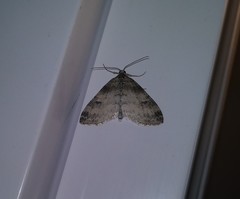 Lobophora nivigerata