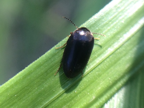 Eucinetidae