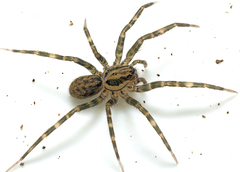 Austrotengella hackerae