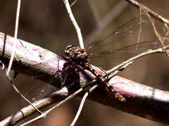 Austroaeschna subapicalis