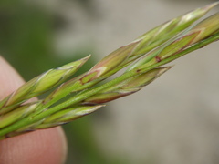 Lolium pratense