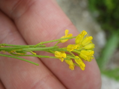 Barbarea stricta