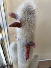 Cleistocactus