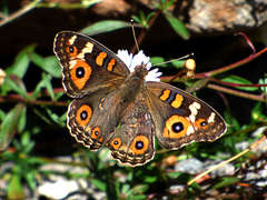 Junonia villida calybe