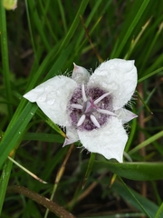 Calochortus elegans