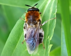 Stratiomys longicornis