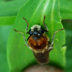 Stratiomys longicornis