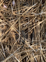 Gomphaeschna antilope