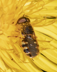 Odontomyia interrupta