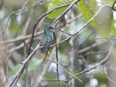 Chrysuronia oenone