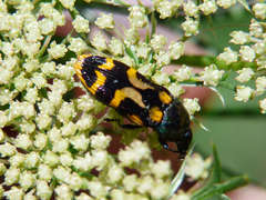 Castiarina flavopicta