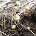 Leratiomyces magnivelaris - Photo (c) Nina Filippova, some rights reserved (CC BY), uploaded by Nina Filippova
